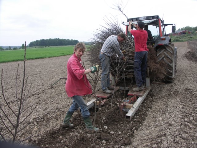 plantering.jpg